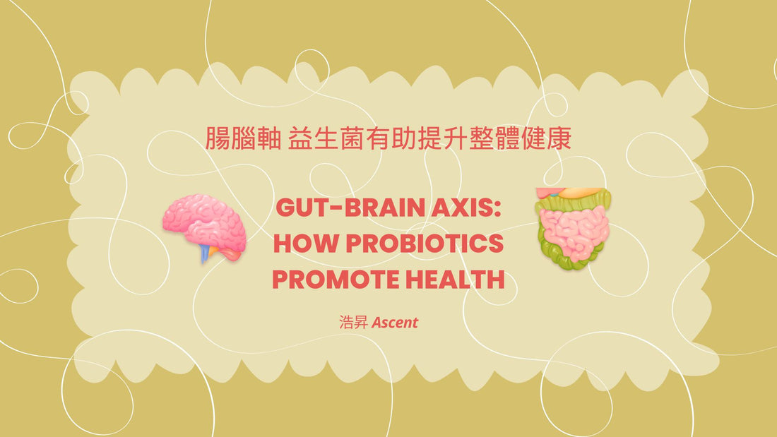 Gut-Brain Axis: How Probiotics Promote Health 腸腦軸 益生菌有助提升整體健康